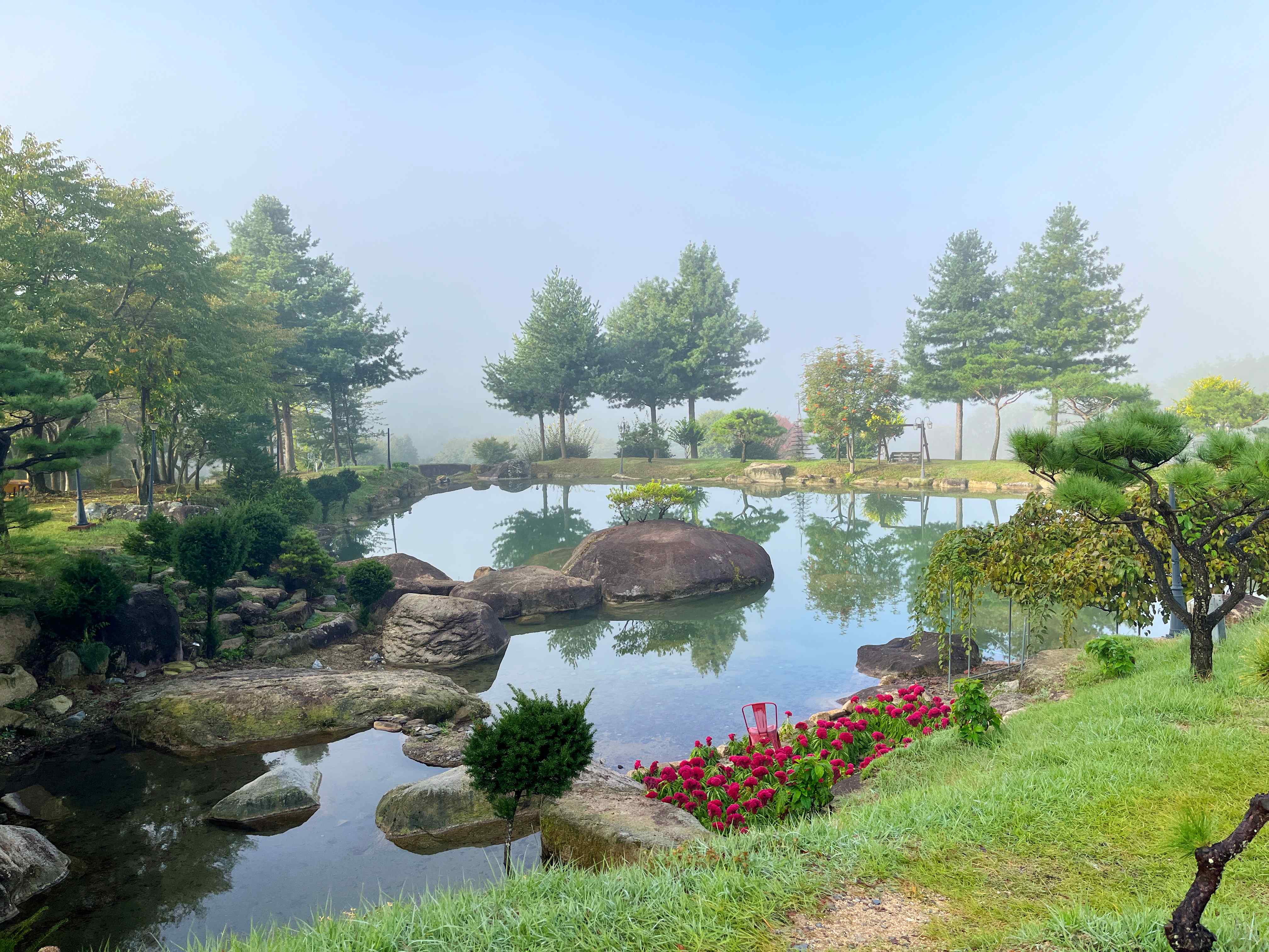 문경 문희농원 개미취