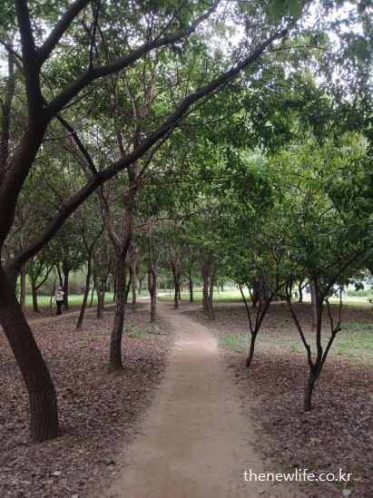 광나루 한강공원의 서울 맨발 걷기 좋은 숲길 &ndash; 나무 그늘 아래 좁게 이어진 맨발 걷기 오솔길