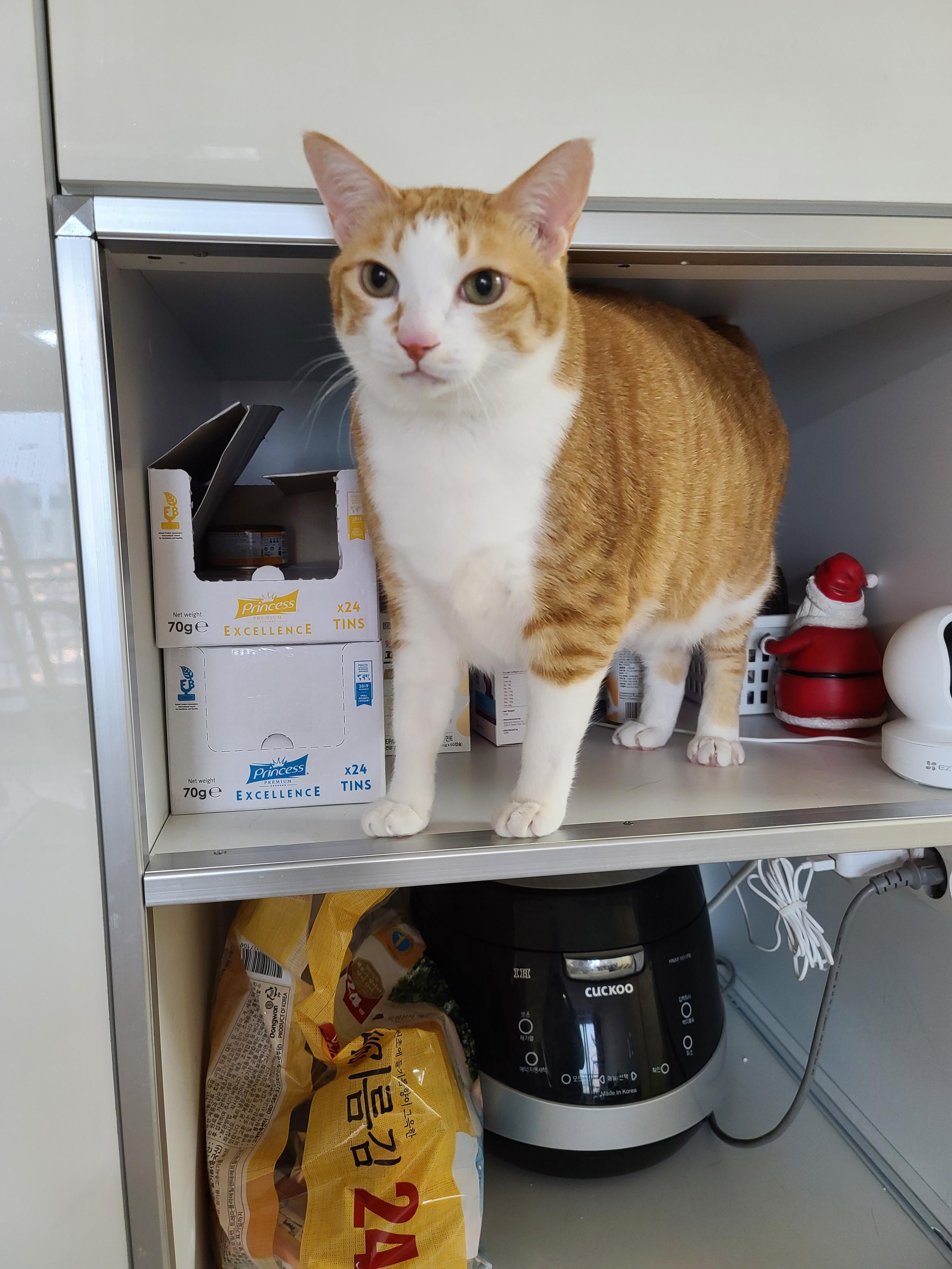 고양이가 엄마집사에게 바라는게 있을때 하는 행동. 눈으로 말해요. 치즈뚱냥이 호야.