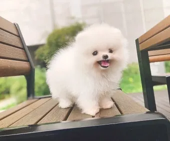 포메라니안 종류 18가지 털색깔 무늬 총정리 자료집_17
