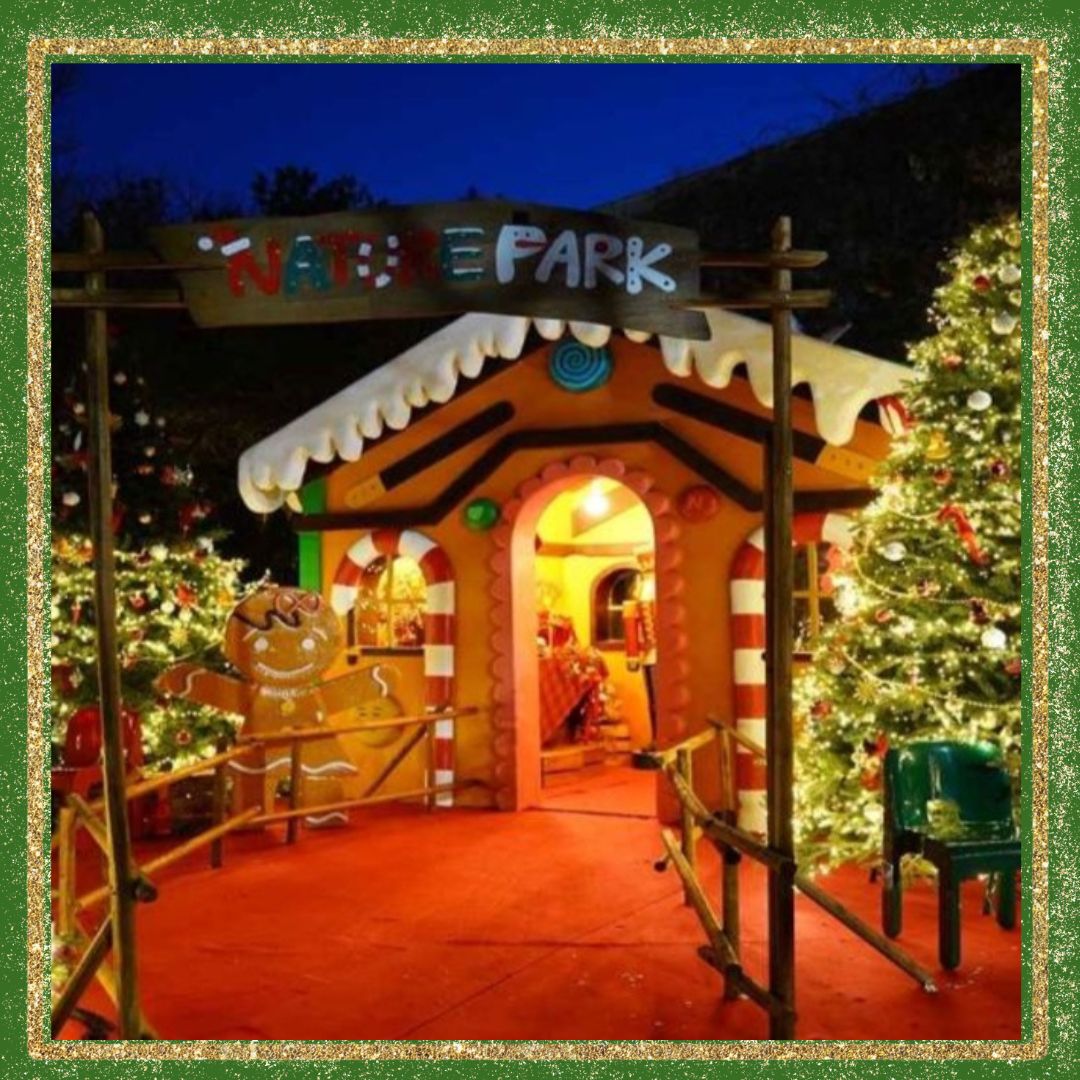 대구/네이처파크/미라클/크리스마스