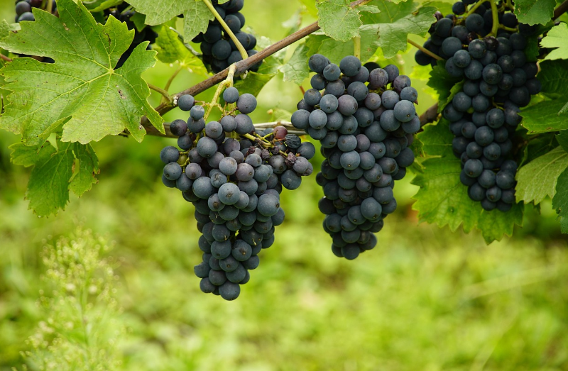 포토가 달려있는 나무의 모습