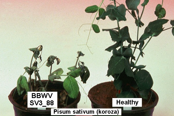 파바바이러스에 감염된 광대나무