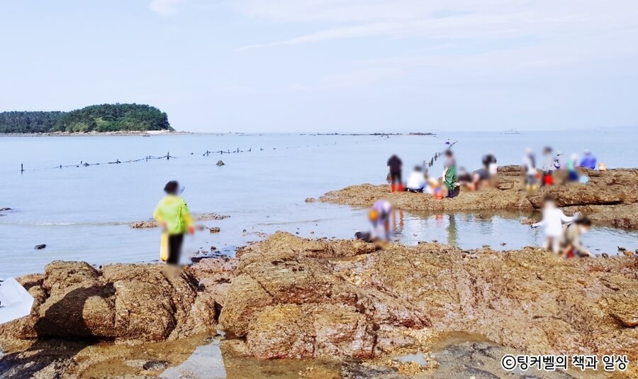 무창포-신비의-바닷길-열리는-시간-조개캐기-체험