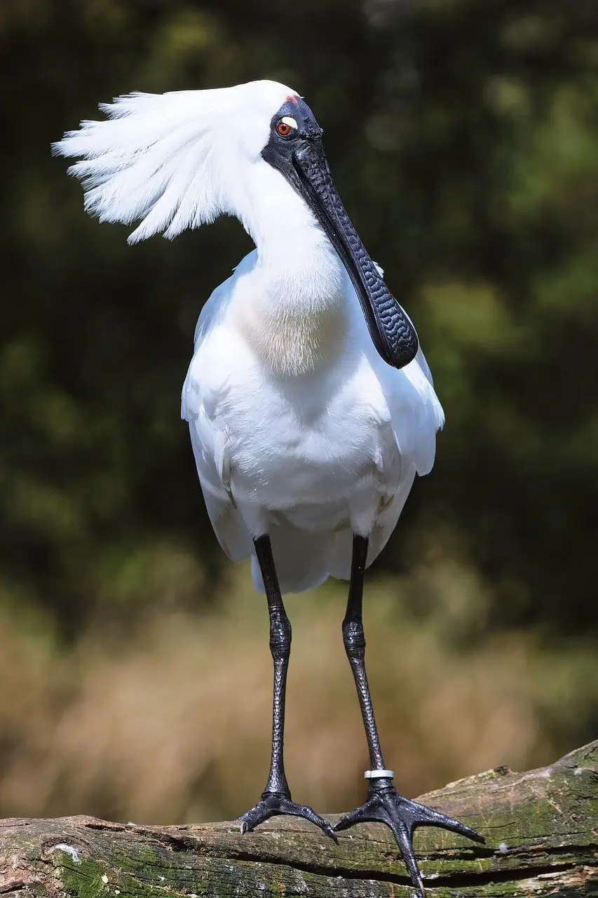 갯벌 환경에 의존해 먹이를 찾는 저어새의 모습