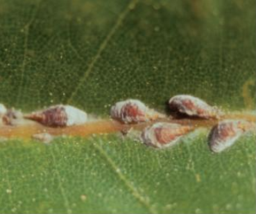 후박나무굴깍지벌레