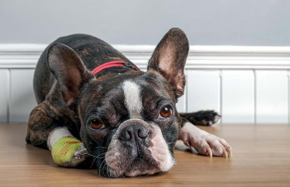 누워있는 강아지