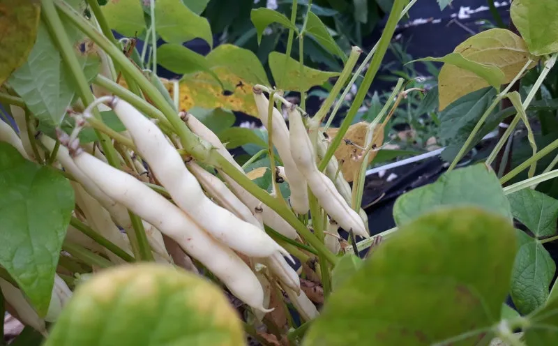 강낭콩 재배 파종 간격 잡초 억제 멀칭 요령_4