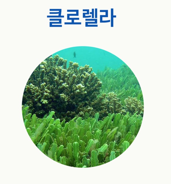 모모단 가격