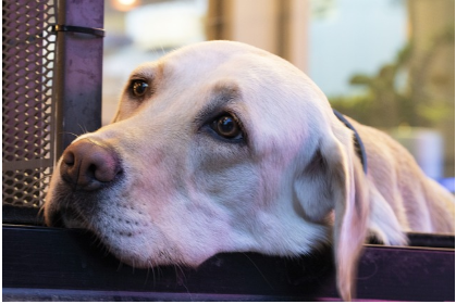 동물의 시각적 표현: 반려동물 심리와 행동 개선 전문가의 세계