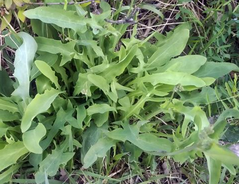 3월에 먹으면 좋은 제철 음식(봄철 음식) - 씀바귀편 (효능&amp;#44; 씀바귀가 들어가는 음식)