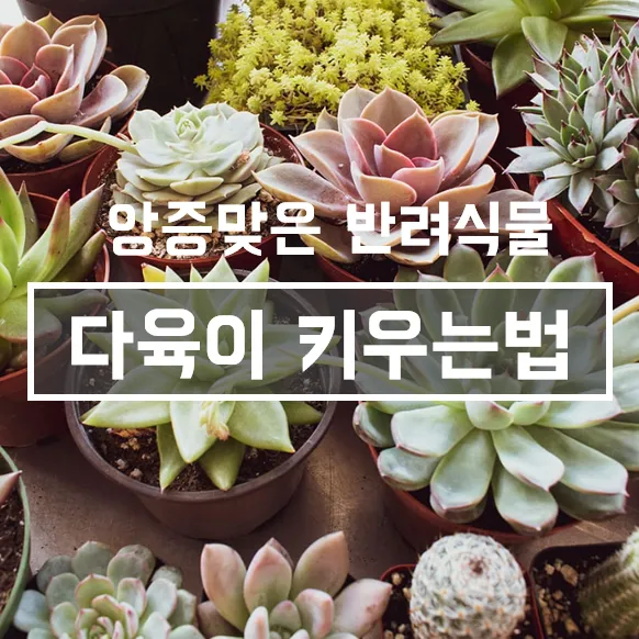 다육이 물주기 환기요령 일조량관리 여름과 겨울 관리법_5
