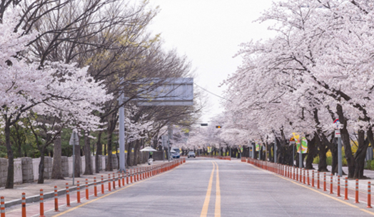 여의도 벚꽃길 개방