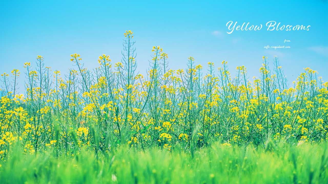 07 유채꽃 C - Yellow Blossoms 봄배경화면