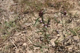 약용식물 가는잎산들깨 석향유 여름철 한방재 건강 효과_4