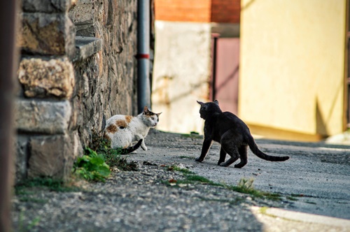 로드킬 사체처리 신고