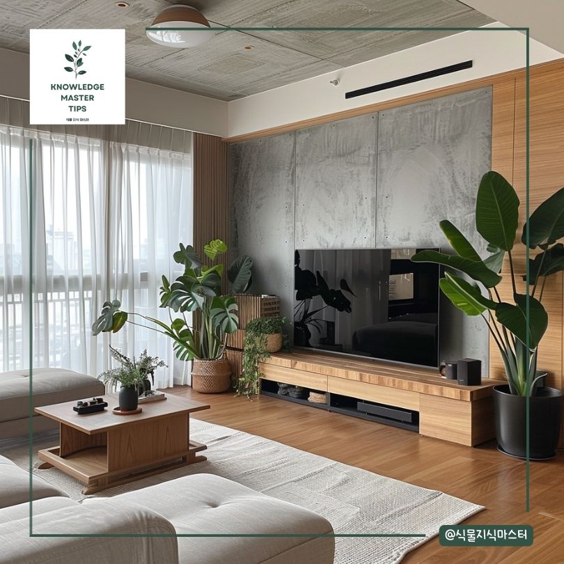 거실대형식물, 알로카시아