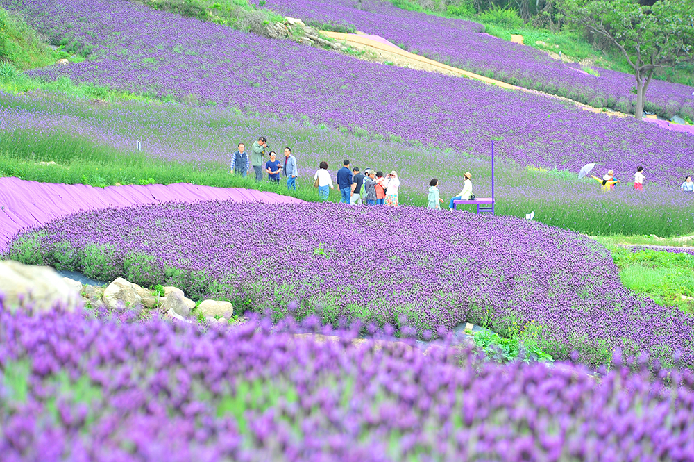 퍼플섬 라벤더 축제