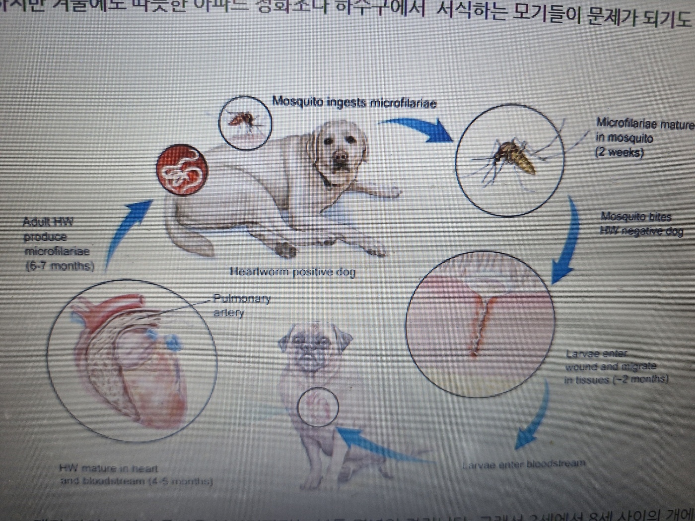 강아지 심장사상충 치료 후기 ...병원비 269만원