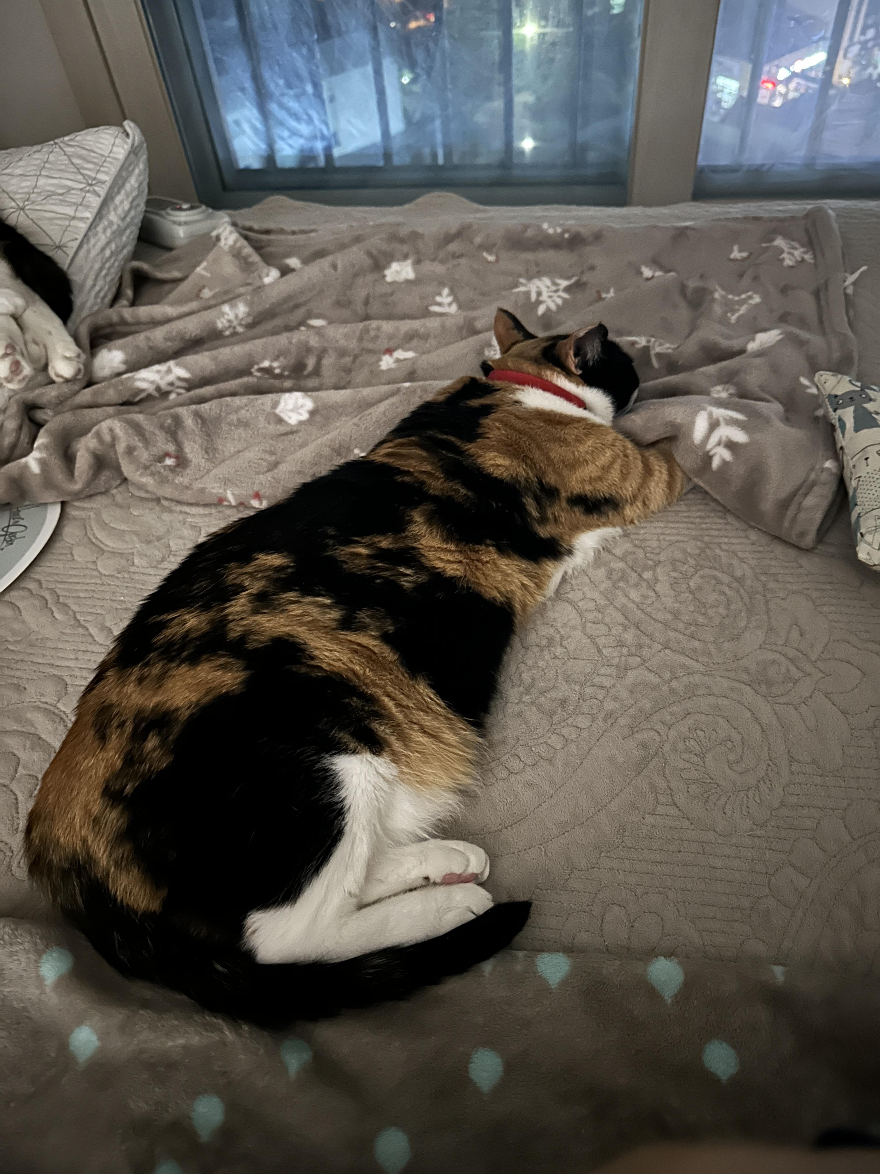 고양이 앞발 찜질은 전염되는 것인가! (feat. 다다, 루나)