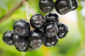 아로니아 효능 및 영양소&amp;#44; 먹는 방법