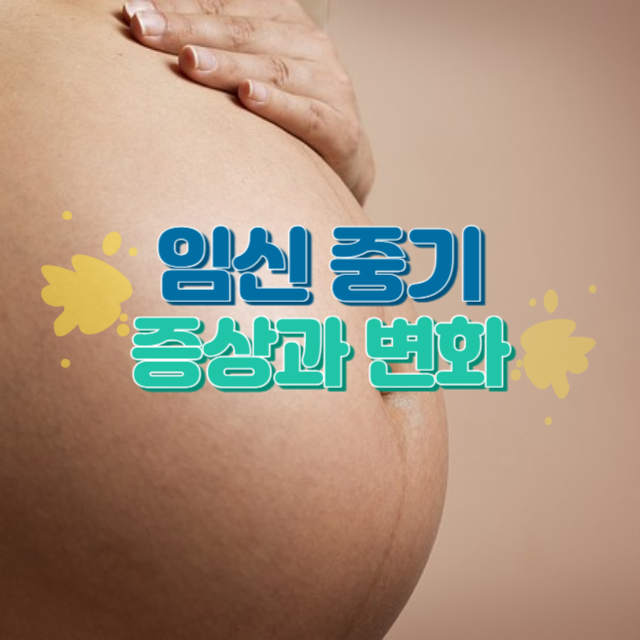 임신 중기 증상과 변화