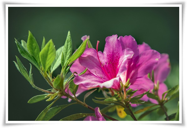 "철쭉" 봄을 수놓는 붉은 유혹, 당신이 몰랐던 화려한 비밀의 꽃!