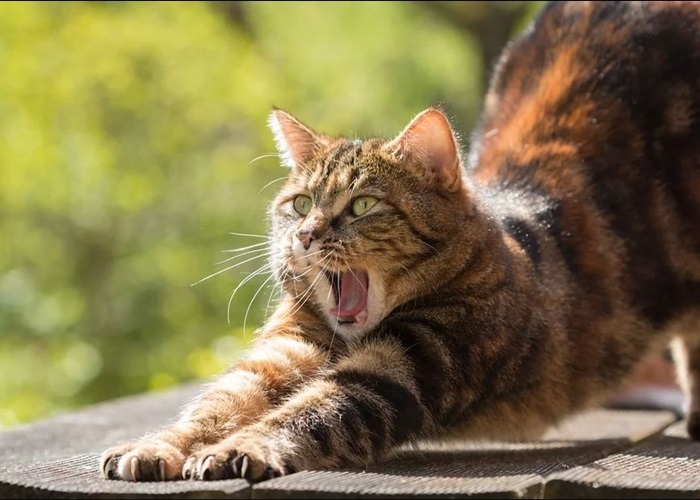 하품하는-고양이-모습