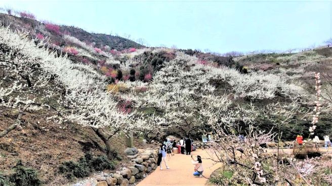 광양 매화마을 축제 기간 둘레길 사진 주차장 홈페이지양 매화마을 축제 기간 둘레길 사진 주차장 홈페이지 