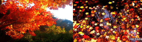 단풍여행 단풍트레킹 당일버스 여행