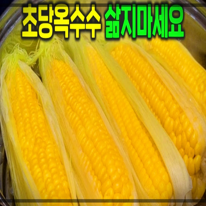 초당옥수수-삶지마세요