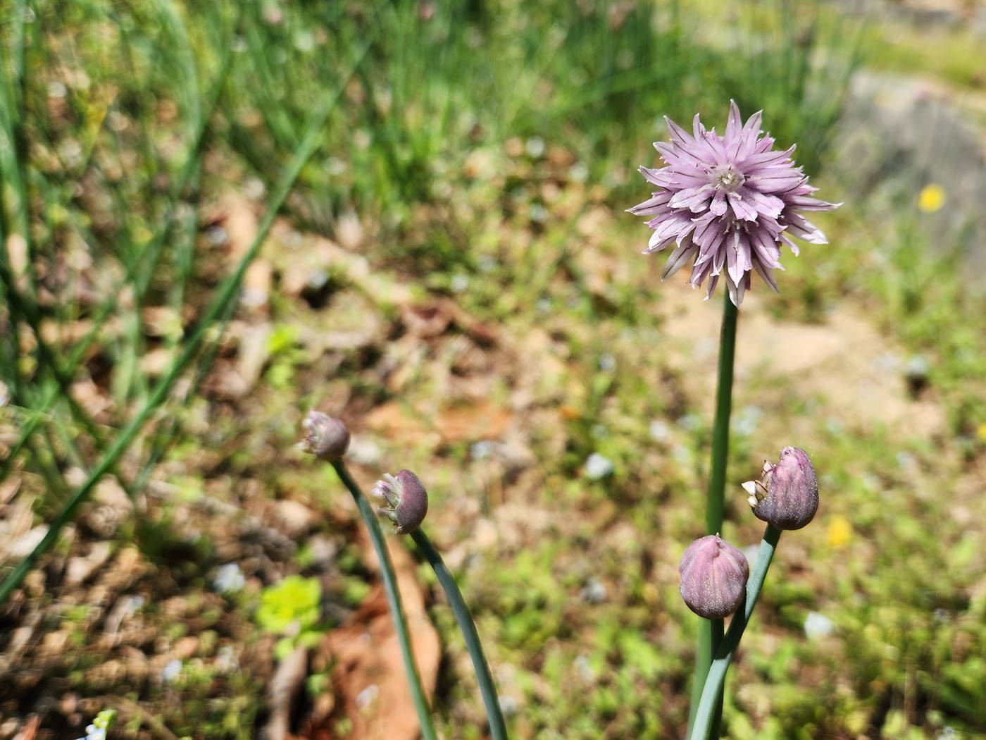 차이브 (골파) chive