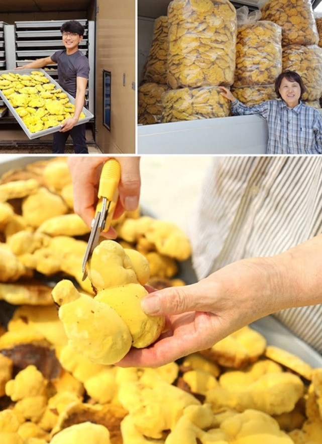 산청-유기농-상황버섯-지리산새희망상황버섯