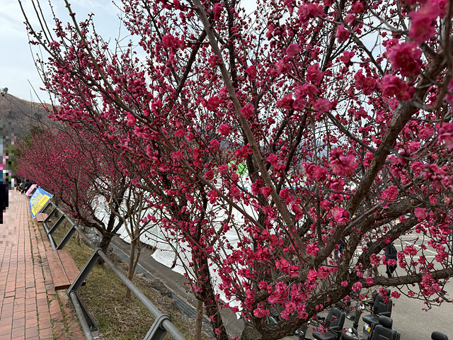 광양 매화축제 개화상황 실시간