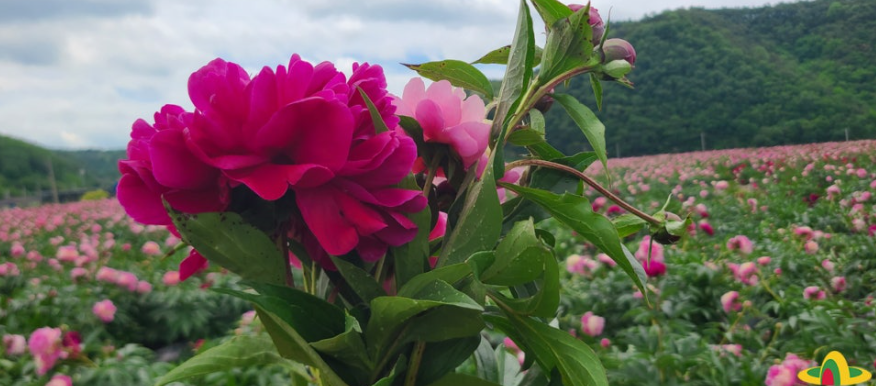 의성 조문국사적지, 작약꽃이 피어나는 고대의 정원