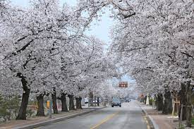 2024 정읍 벚꽃 축제 기본일정과 프로그램 내용 소개