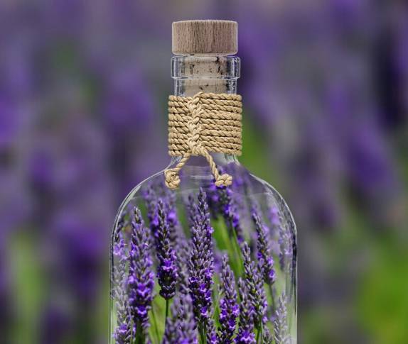 2025 무릉별유천지 라벤더 축제