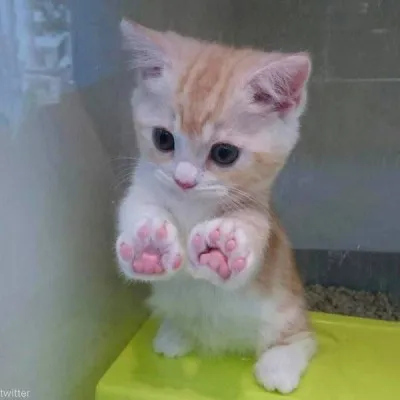 고양이 발톱 빠짐 피 염증_3