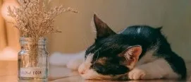 고양이 빈혈 증상 치료_2
