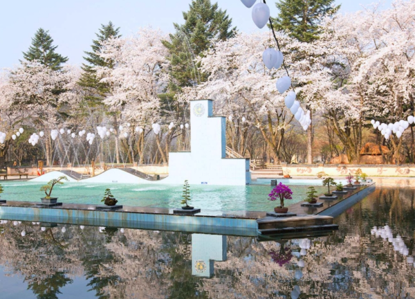 남이섬 벚꽃 사진