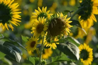 8월에 피는 꽃 이름 종류별 특징 정리 보기_16