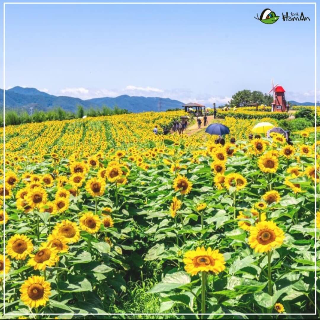함안-강주-해바라기축제