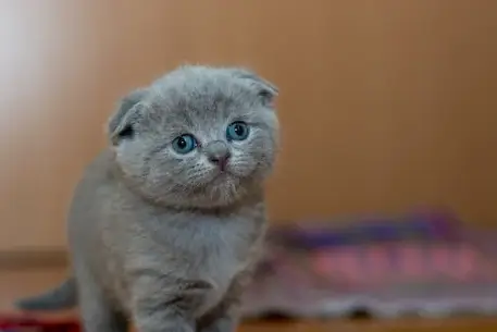 고양이 꿈해몽