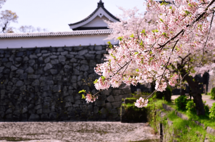 후쿠오카 벚꽃 개화시기