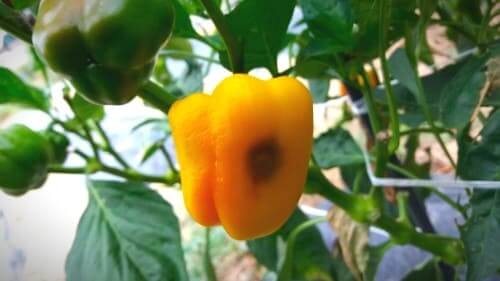 파프리카-착색단고추-재배방법-생리장해-배꼽썩음병-열과현상-방제방법