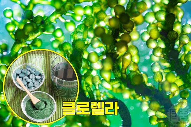 독소배출 음식 디톡스 식단 클로렐라