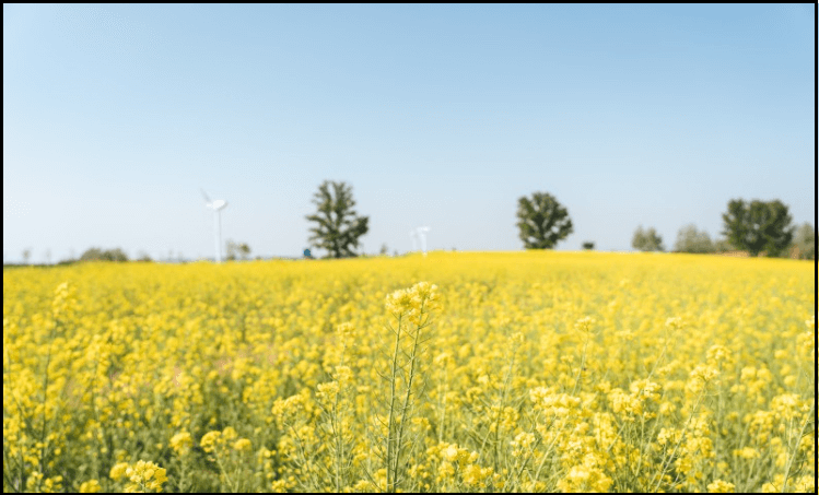 24년-유채꽃-개화시기-유채꽃명소-안내