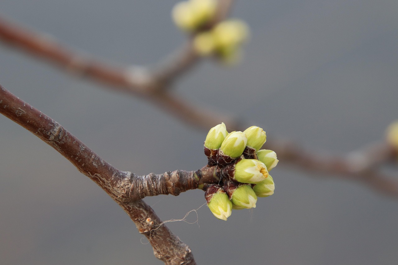 완전히 피지 않은 꽃봉오리 클로즈업(매화) 관련 사진