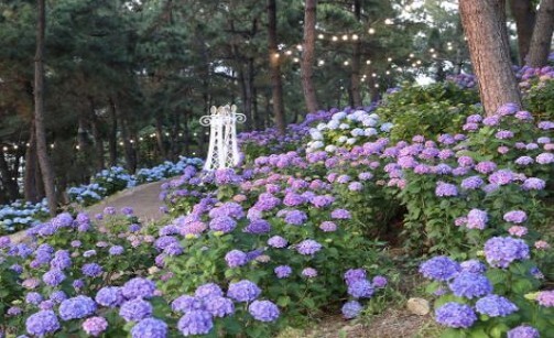 장생포 수국축제
