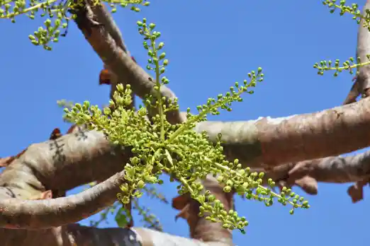 보스웰리아 효능 및 복용시 주의점
